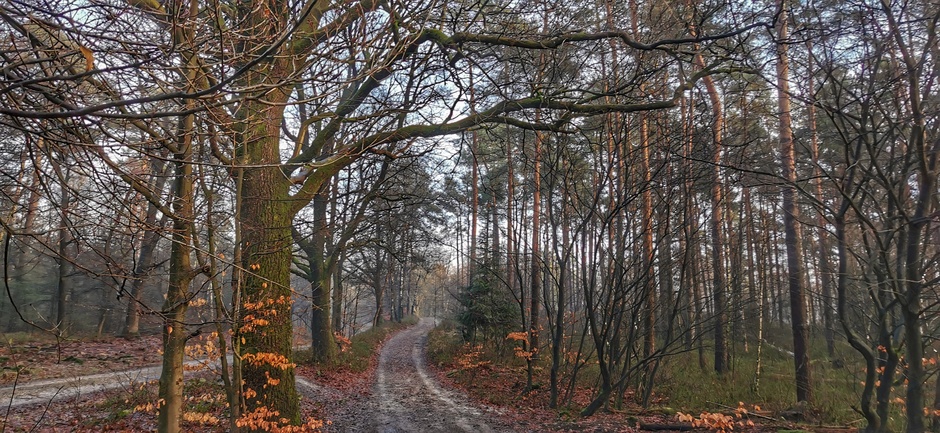 Mooi wandelweer en rust in het bos op de Veluwe 