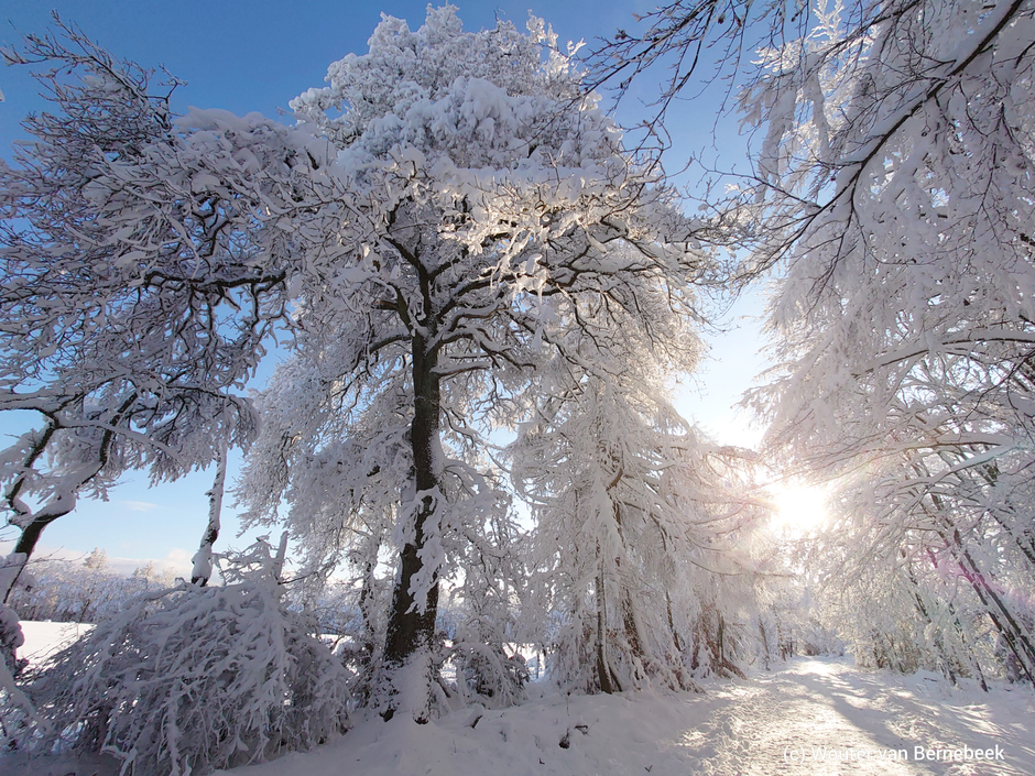 Prachtige wintersfeer (25 cm sneeuw)