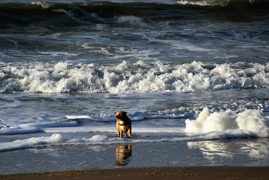 Hond in zee