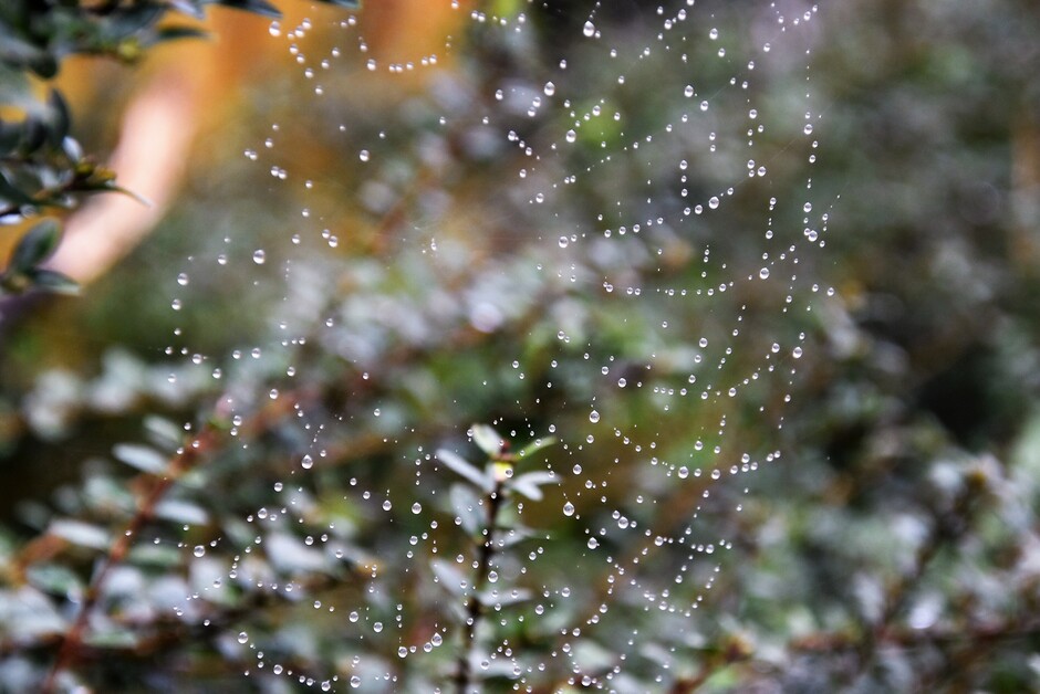 Web in de regen