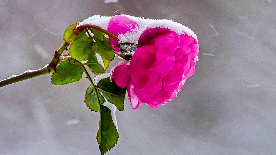 Besneeuwd roosje / Grijze sneeuwlucht