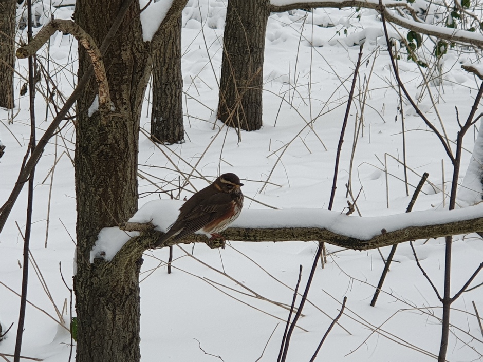 Vogel in sneeuw