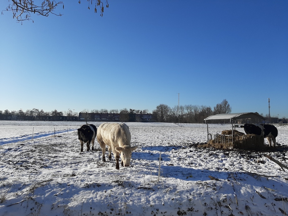 Koeien in de sneeuw 