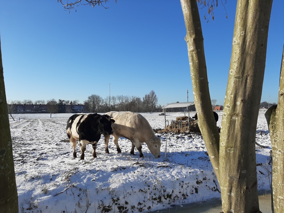 Koeien in de sneeuw 
