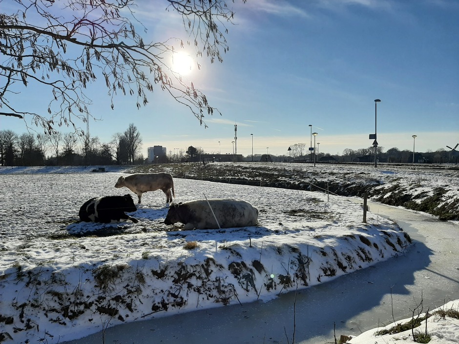 Koeien genieten van het zonnetje 