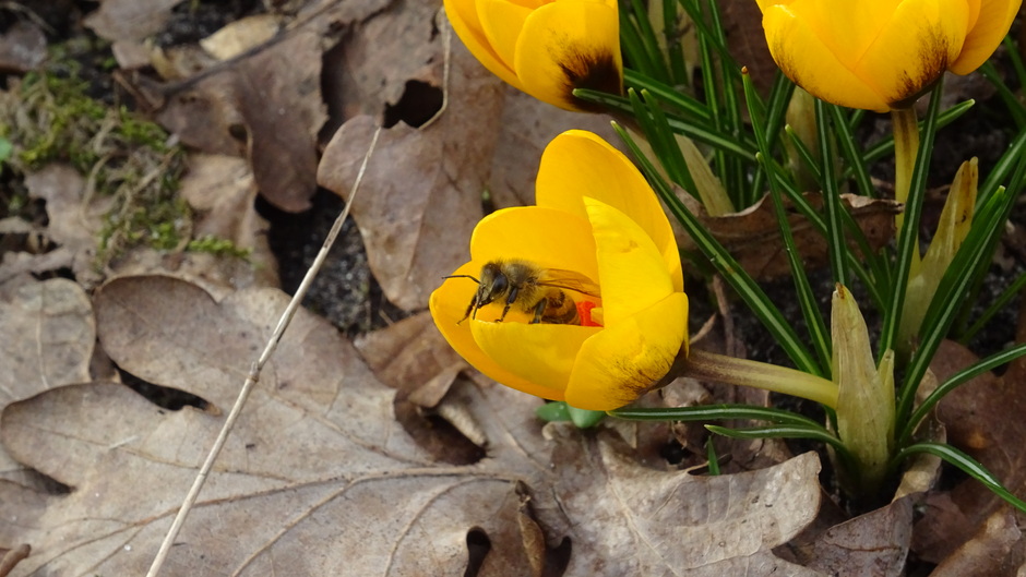 De bijen zijn al druk in de weer en dat in februari