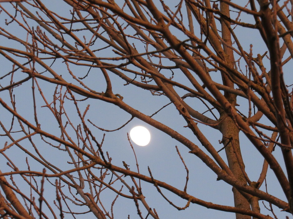 Het avondlicht schijnt op de boom en de maan verschijnt.....fijne avond