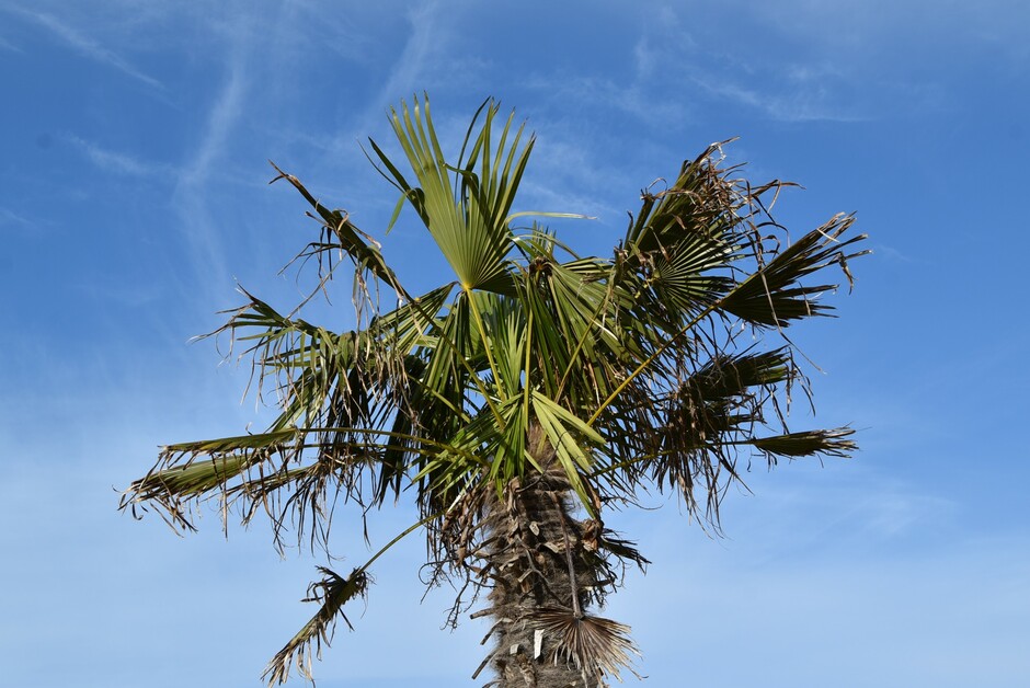 Palm aan zee