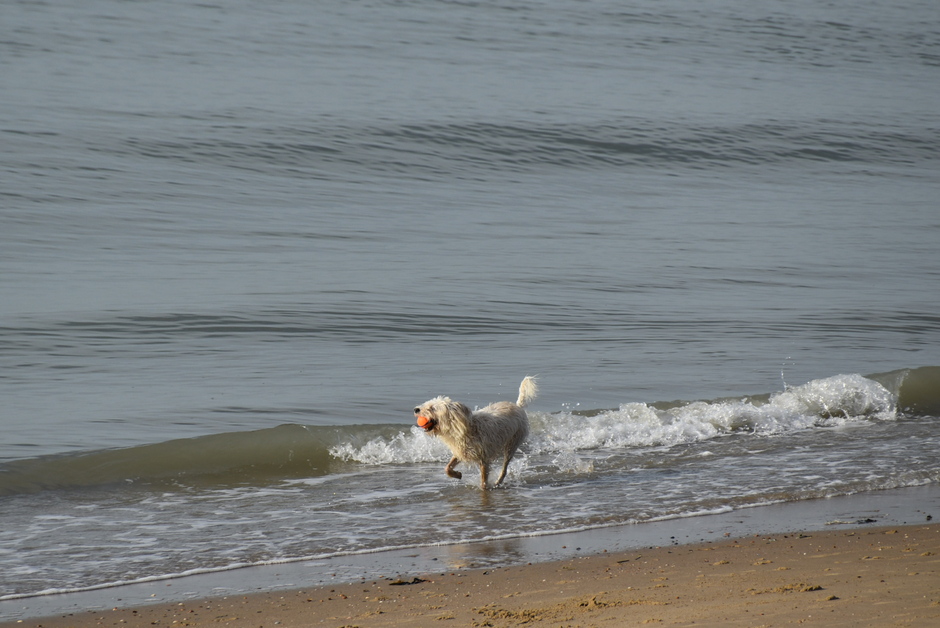 Hond aan zee