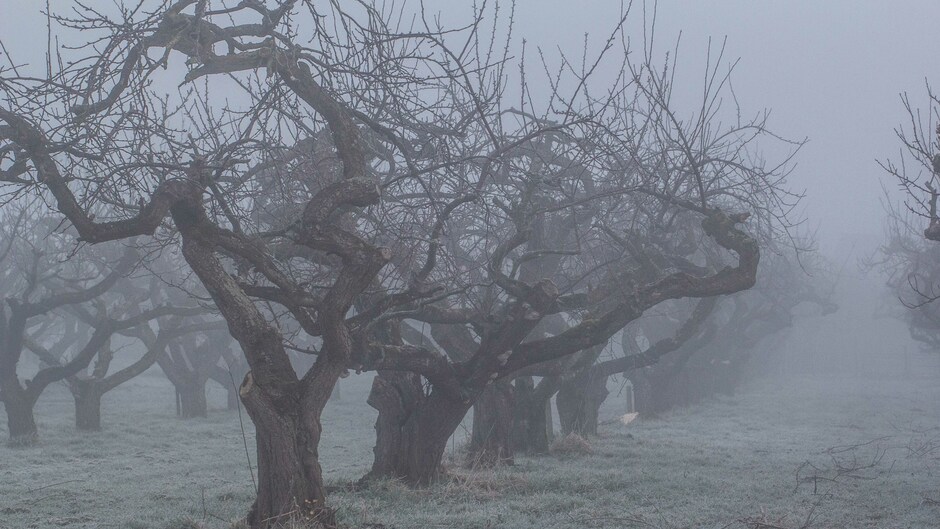 Mist tussen fruitbomen