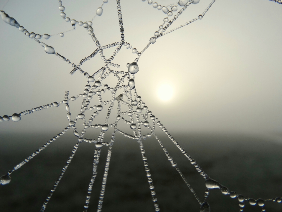 Prachtige bevroren spinnenweb 