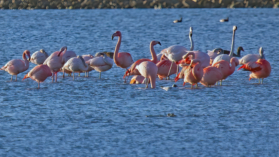 Flamingo's in het late middagzonnetje
