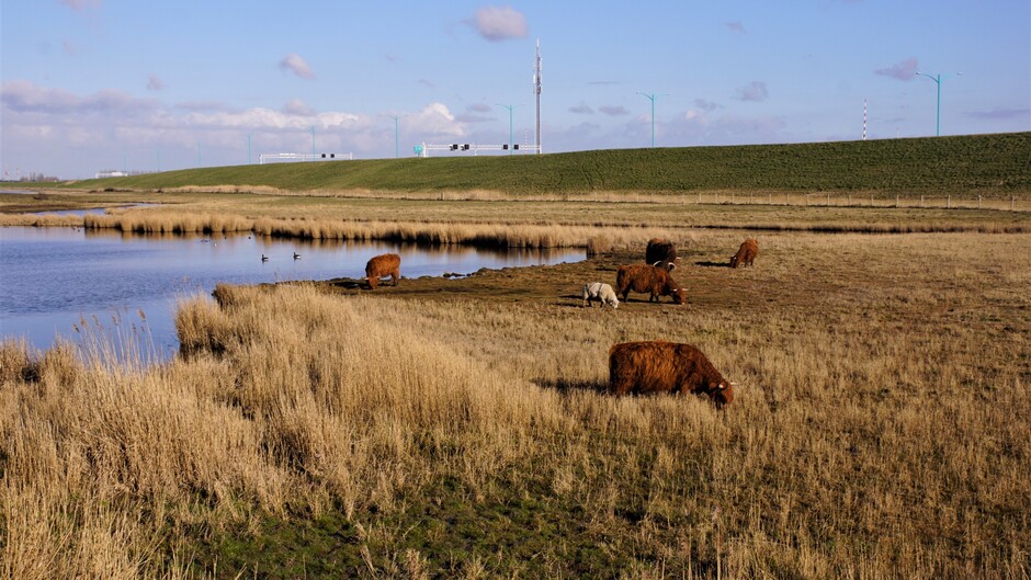 zon blauwe lucht wolken 4gr natuur met koeien schotse hooglanders