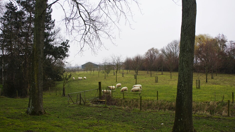 grijs en miezerig weer 6 gr in de polder met schapen
