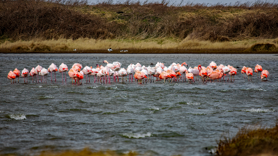 De wilde flamingo's uit de wind
