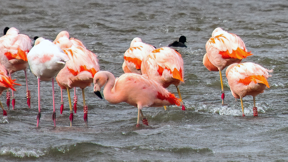 Wilde flamingo's in de luwte van de storm