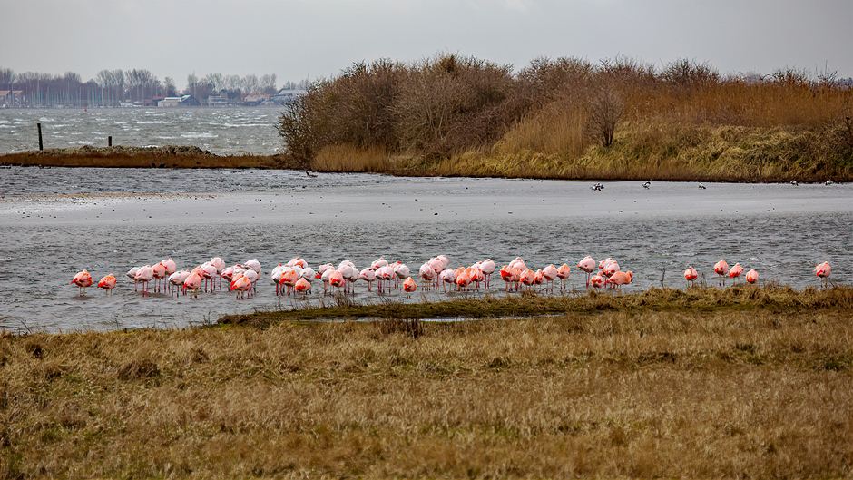 Wilde flamingo's in de luwte