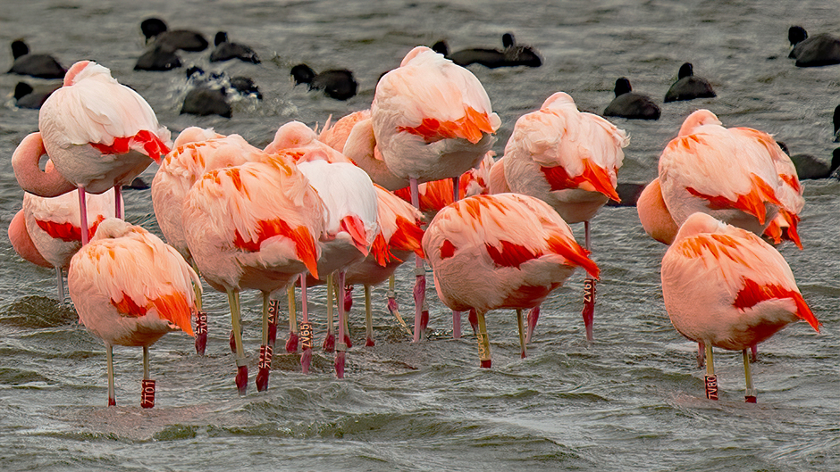 Flamingo billen