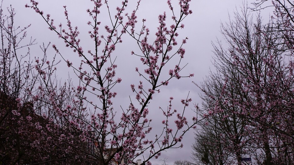 grijs weer en roze bloesem aan de bomen 6 gr lente !