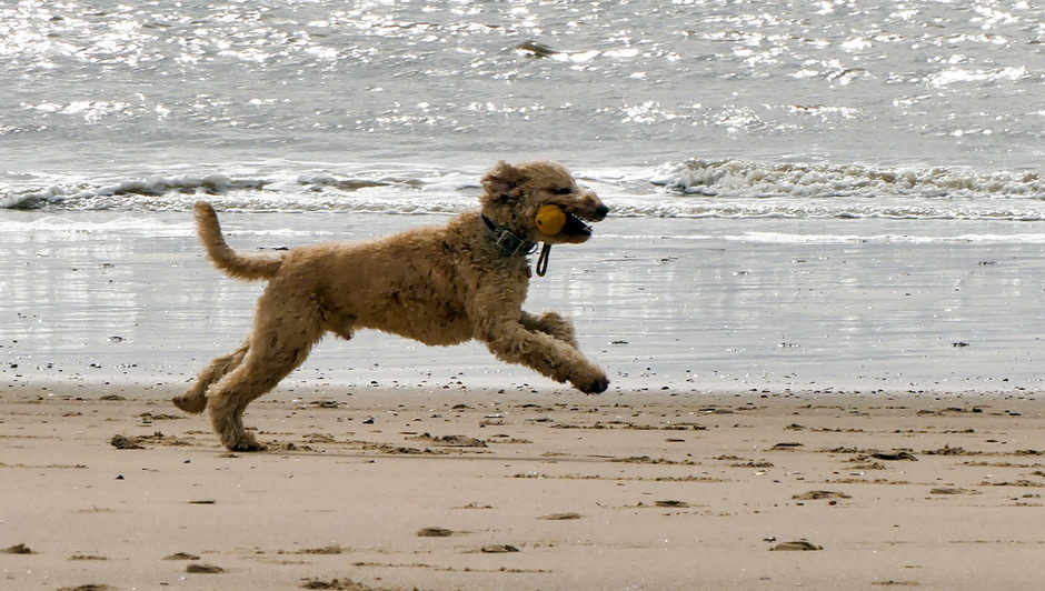 Heerlijk rennen voor de honden op strand