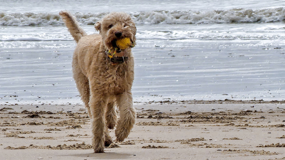Heerlijk rennen voor honden op strand
