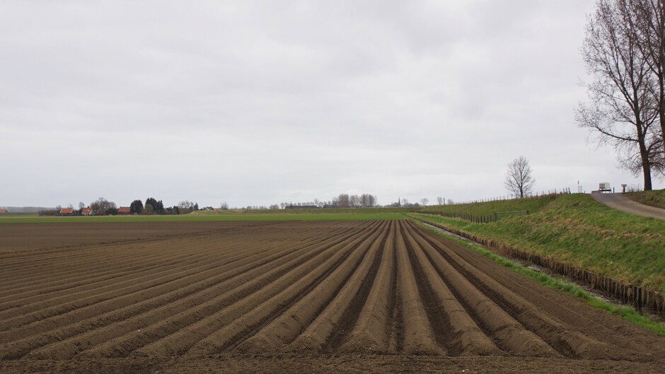 grijs weer in de polder met rechte aardappelruggen  op het land 7 gr