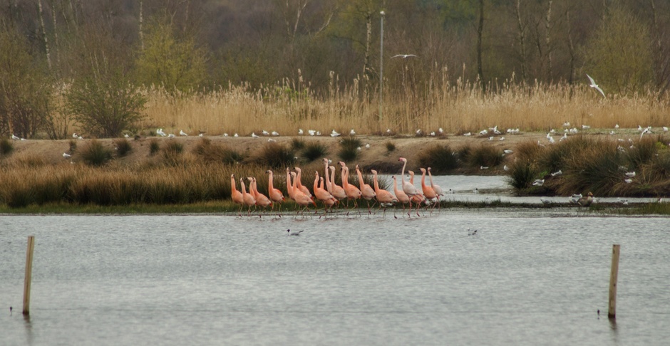 Flamingo's in het wild net over de grens 