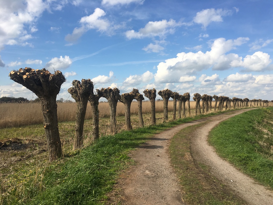 Hollands plaatje: geknotte wilgen, schapenwolkjes, blauwe lucht