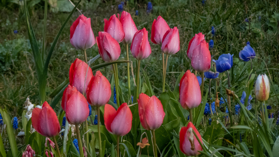 Regendruppels op de tulpen