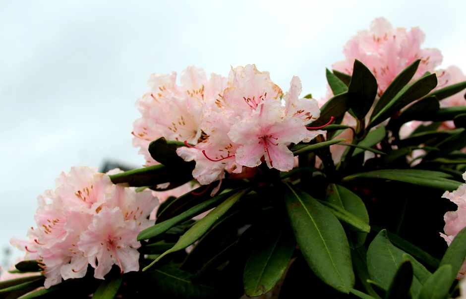 Grijze zondag en roze rododendron 