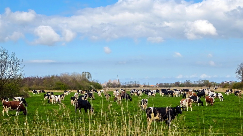 Hollandse bonte koeien