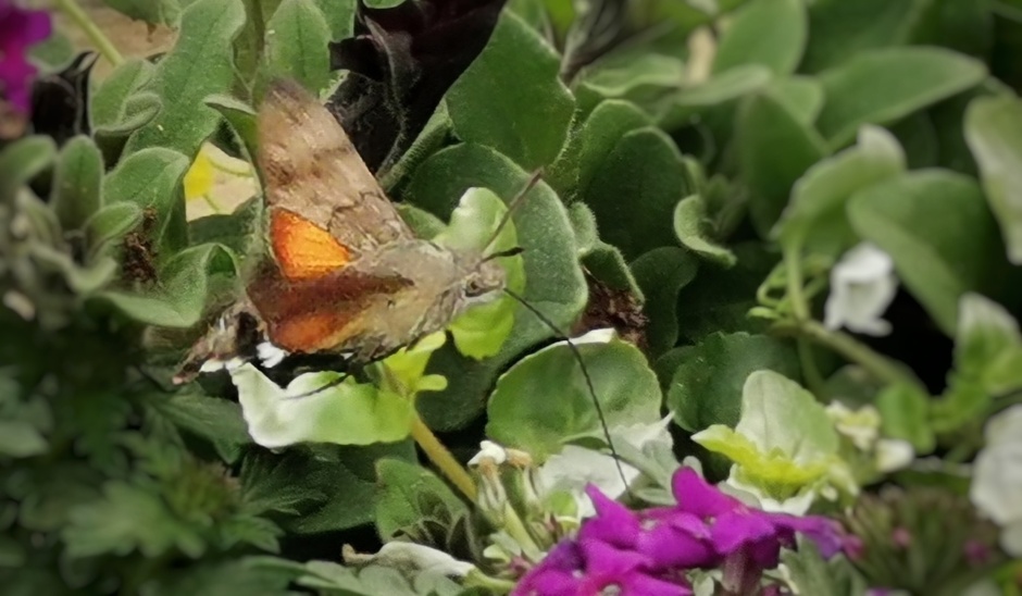 Kolibrievlinder actief 