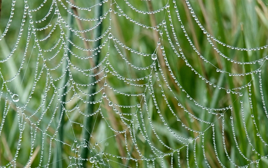 Dauwdruppels op spinnenweb
