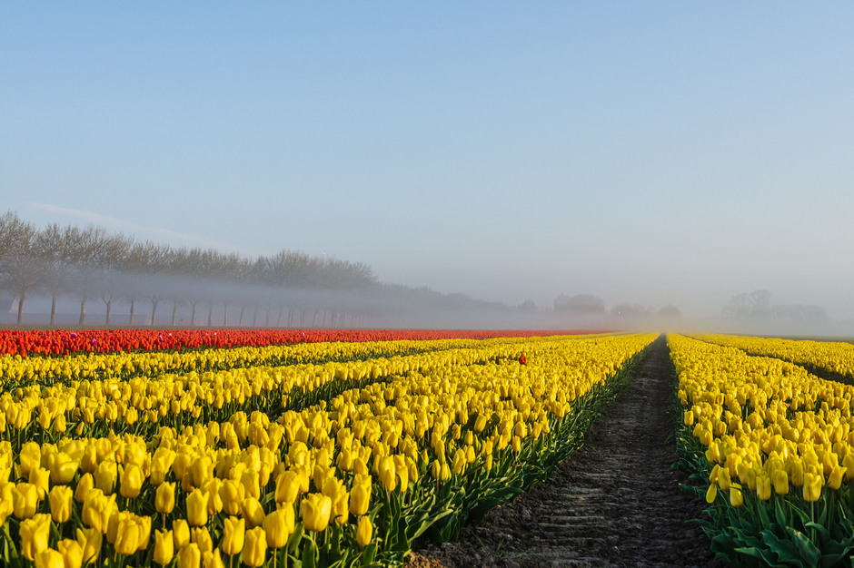 Vanmorgen vroeg in de polder: grondmist met tulpenveld