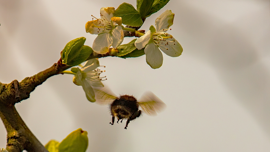Bumblebee in Flight