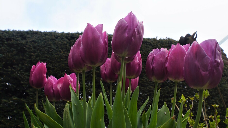 bewolkt nevelig 11 gr tulpen in bloei