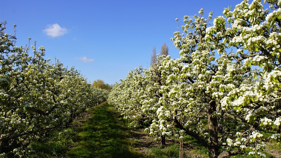 prachtige perenbloesem in de boomgaard zon en blauwe lucht 9 gr