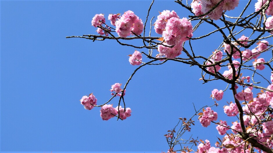 genieten van de prunusbloesem  in de blauwe lucht