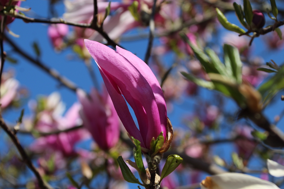 De magnolia bloeit nog steeds 