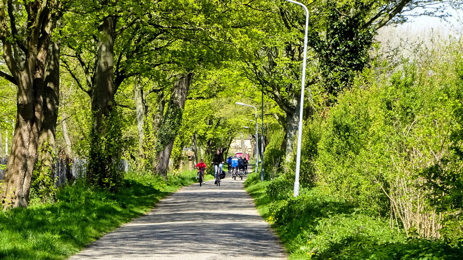 Zonovergoten fietsen tussen jong groen
