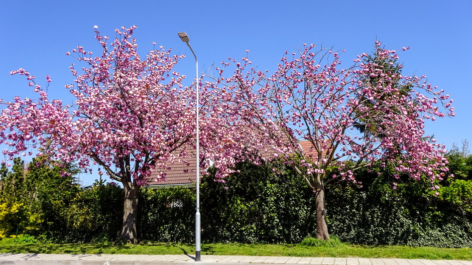 Uitbundig bloeiende lentebomen