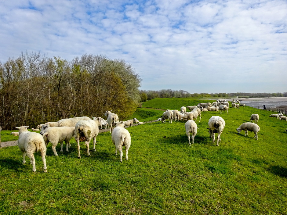 Oranjezonnetje schapenwolkjes en schapen