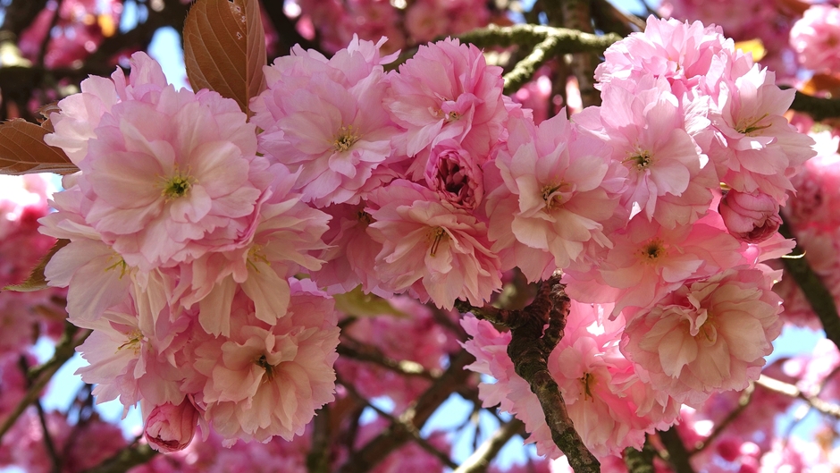 De Japanse Sierkers staat weer prachtig in bloei