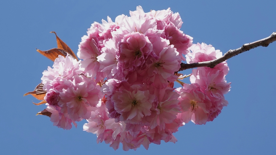 Japanse Sierkers staat weer volop in bloei