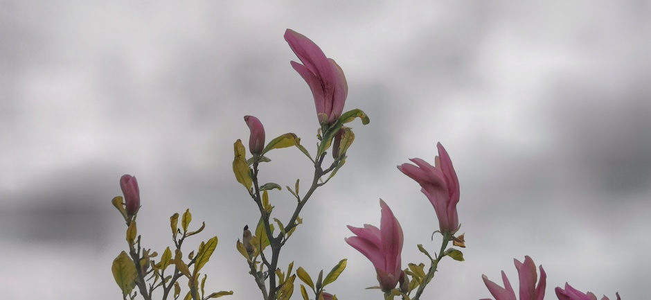 De magnolia houdt haar bloemen dicht vandaag bij deze grijze lucht 
