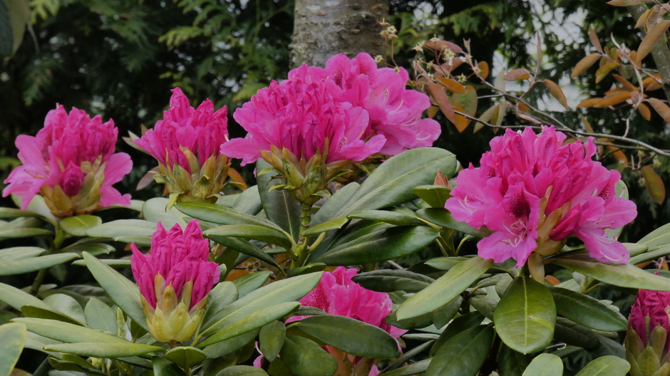 Lente!!! De Rhododendron bloeit