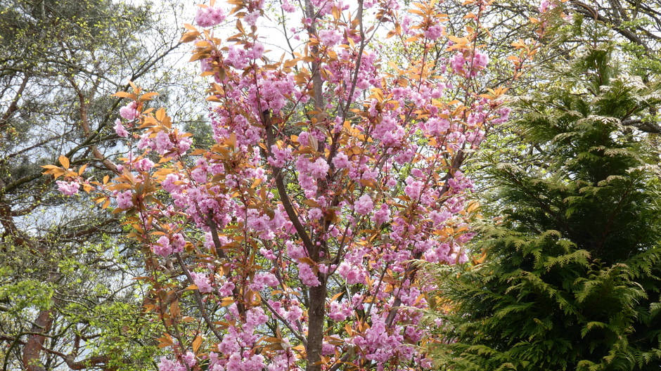 Onze Japanse sierkers (prunus} staat in bloei, dus... 