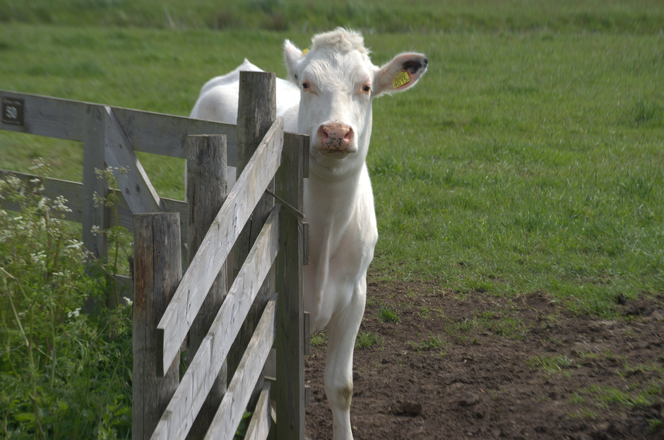 Een witte koe wilde wel even poseren voor de camera!