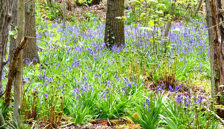 Wilde hyacinten 