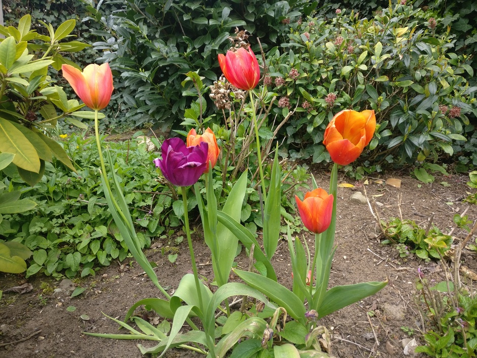 Nog even van enkele tulpen genieten